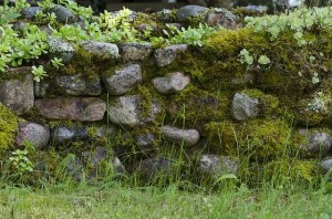 Moos im Garten